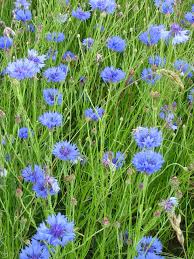 cornflowers