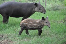 Tapir