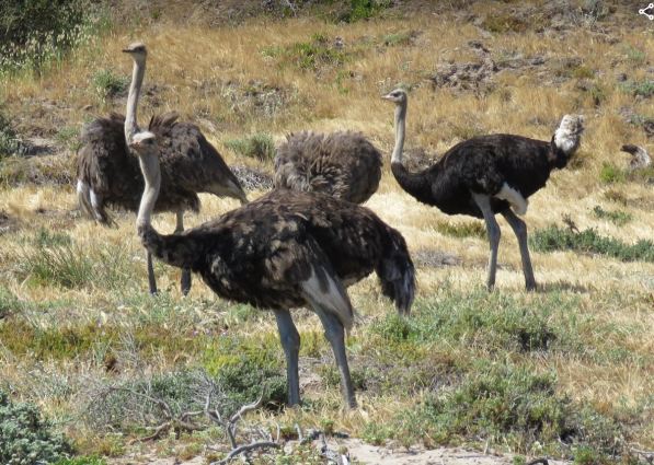 Ostriches